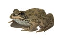 Perez's Frog over white 3 Royalty Free Stock Photo