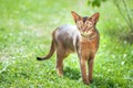 Perfect Abyssinian cat close-up portrait on a walk, a cat on a green lawn, space for text