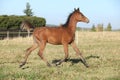 Perfect arabian horse foal running on pasturage Royalty Free Stock Photo