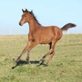 Perfect arabian horse foal running on pasturage Royalty Free Stock Photo