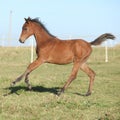 Perfect arabian horse foal running on pasturage Royalty Free Stock Photo