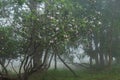 Perfect atmosphere pine and rain forest with flowers field beautiful and famous for travel nature learn Royalty Free Stock Photo