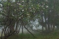 Perfect atmosphere pine and rain forest with flowers field beautiful and famous for travel nature learn Royalty Free Stock Photo