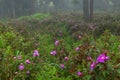 Perfect atmosphere pine and rain forest with flowers field beautiful and famous for travel nature learn Royalty Free Stock Photo