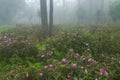 Perfect atmosphere pine and rain forest with flowers field beautiful and famous for travel nature learn Royalty Free Stock Photo