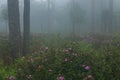 Perfect atmosphere pine and rain forest with flowers field beautiful and famous for travel nature learn Royalty Free Stock Photo