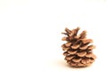 Lonesome pine cone sitting and waiting for text to be applied around it.