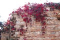 Perfect background: old stone wall with red ivy Royalty Free Stock Photo