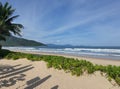 A perfect beach day with the palms, the shadows of the stuck surfing boards and gentle sea waves Royalty Free Stock Photo