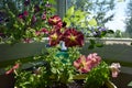 Perfect blooming garden on the balcony. Home greening. Bright petunia flowers grow in containers Royalty Free Stock Photo