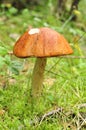 Perfect boletus rufus, red mushroom Royalty Free Stock Photo