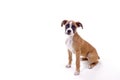 Perfect Boxer Puppy Royalty Free Stock Photo