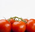 Perfect branch tomatoes close-up Royalty Free Stock Photo