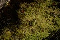 Perfect camouflaged common frog hides in duckweed Royalty Free Stock Photo