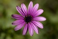 Perfect centered shot of Osteospermun ecklonis, Daisy, margarita, flower, violet.