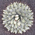 Perfect circle Agave upside view