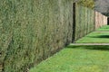 Perfect clipped hedge