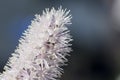 Perfect closeup of black cohosh