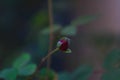 Perfect Red Rose Bud. Getting Open Flower. Rose Flower Photography Royalty Free Stock Photo