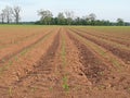 Perfect combed rows made by farmer