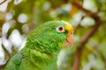 The perfect combination of a green parrot mixed in nature