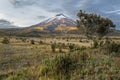 The perfect cone of the north face of Cotopaxi at sunset and a Polylepis tree in the foreground Royalty Free Stock Photo