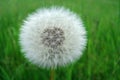 Perfect dandelion blowball Royalty Free Stock Photo