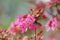Perfect Dark Pink Cherry Blossoms Royalty Free Stock Photo