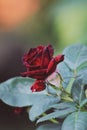 Perfect dark red rose 2 Royalty Free Stock Photo