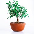 The perfect decorative indoor plant