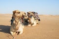 The perfect desert transport. Shot of a caravan of camels in the desert.