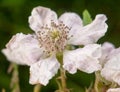 Perfect Detailed Full Petals Of A White And Pink Bramble Flower