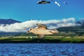 Perfect detailed shot of a flying seagull over blue ocean on iceland Royalty Free Stock Photo