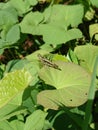 The perfect disguise for the tropical grasshopper is camouflaged by the color of the leavesÃ¯Â¿Â¼ Royalty Free Stock Photo