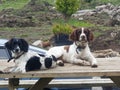 Perfect dogs friend springers great Royalty Free Stock Photo
