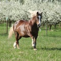 Perfect draft horse running in front of flowering trees Royalty Free Stock Photo