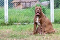 Perfect female pitbull mother, large breed, brown and white pit bull on a dog-breeding farm in Thailand. A female dog has just