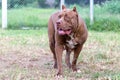 Perfect female pitbull mother, large breed, brown and white pit bull on a dog-breeding farm in Thailand. A female dog has just