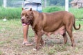 Perfect female pitbull mother, large breed, brown and white pit bull on a dog-breeding farm in Thailand. A female dog has just