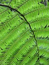 A perfect fern leaf Royalty Free Stock Photo