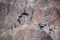 The perfect flutter of the king of Cordillera de los Andes Royalty Free Stock Photo