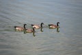 Perfect form quartet Canada Geese in water