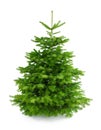 Perfect fresh Christmas tree without ornaments Royalty Free Stock Photo