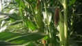 Perfect fresh corn cob close-up of an ant crawling on it in golden sunlight against a background of green corn, easily Royalty Free Stock Photo