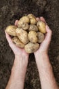 Perfect fresh red potatoes. Two hands holding a potatoes on soil background Royalty Free Stock Photo