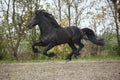 Perfect friesian stallion flying Royalty Free Stock Photo