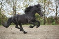 Perfect friesian stallion running on sand in autumn Royalty Free Stock Photo