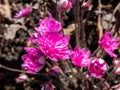 Perfect full double deep pink-red form of Hepatica nobilis