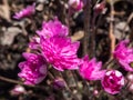 Perfect full double deep pink-red form of Hepatica nobilis