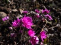 Perfect full double deep pink-red form of Hepatica nobilis